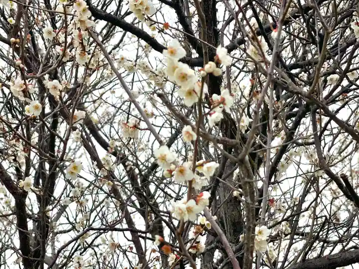 八宮赤山神社(滋賀県)