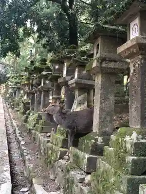 春日大社の{uncategorized: "未分類", other: "その他", undefined: "問題あり", building: "その他建物", grave: "お墓", sacred_gate: "鳥居", guardian: "狛犬", statue: "像", buddha: "仏像", history: "歴史", nature: "自然", garden: "庭園", animal: "動物", pagoda: "塔", temizu: "手水舎", mountain_gate: "山門・神門", sanctuary: "本殿・本堂", subordinate: "末社・摂社", art: "芸術", scenery: "景色", jizo: "地蔵", ema: "絵馬", goshuin: "御朱印", omikuji: "おみくじ", items: "授与品その他", amulet: "お守り", goshuincho: "御朱印帳", eats: "食事", festival: "お祭り", votive_dance: "神楽", shichigosan: "七五三参", wedding: "結婚式", experience: "体験その他", initially: "初詣", around: "周辺", anti_infection: "感染症対策"}