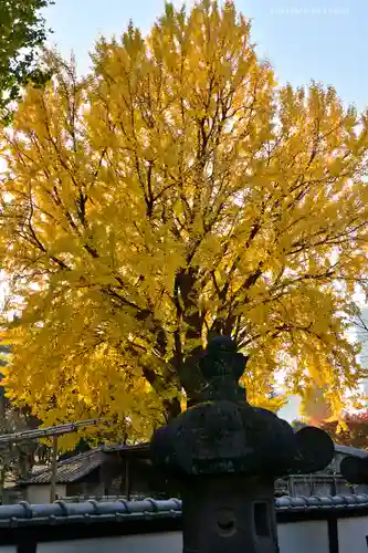 上野東照宮の自然