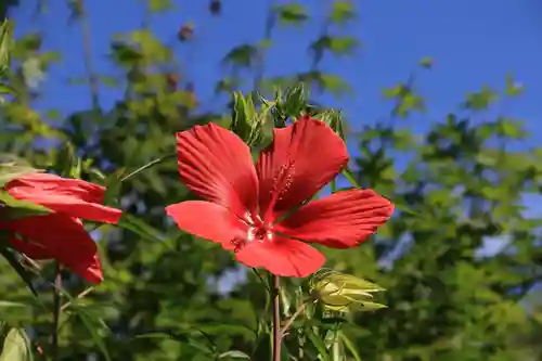 阿久津「田村神社」（郡山市阿久津町）旧社名：伊豆箱根三嶋三社の庭園
