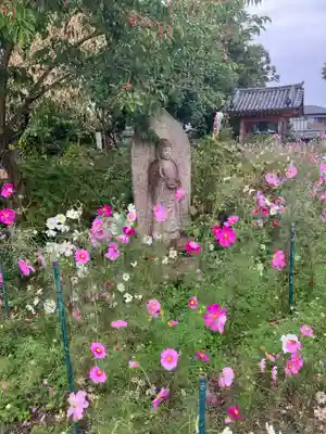 般若寺 ❁﻿コスモス寺❁(奈良県)