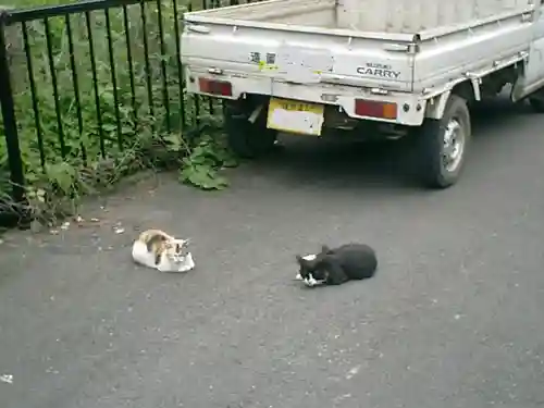 崇寿寺跡の動物