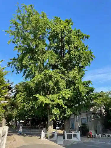 千住神社の自然