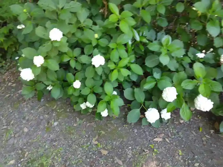 明月院(神奈川県)