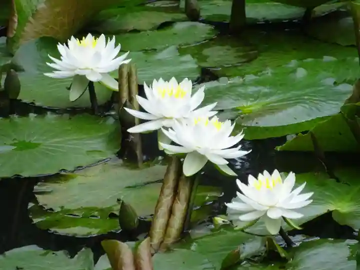 天台宗 長窪山 正覚寺の自然