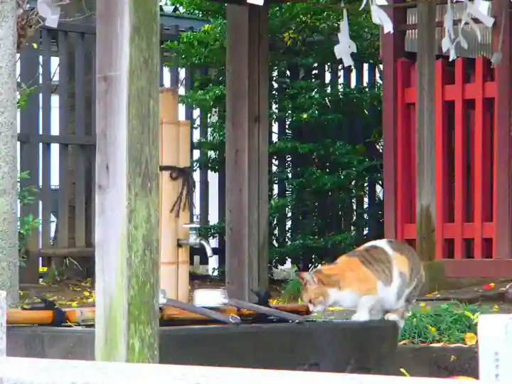 岩槻愛宕神社の動物