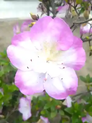 國鉾神社の自然