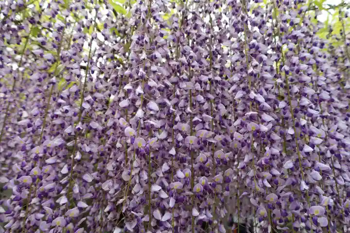 三大神社(滋賀県)