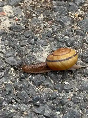 善林寺(愛知県)