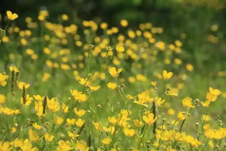 鹿島大神宮の自然