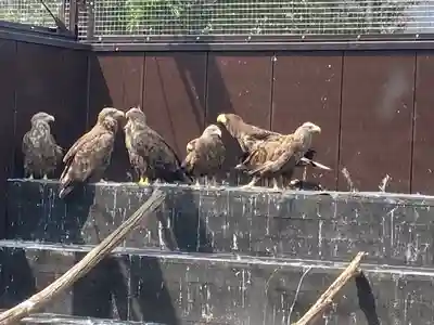 大楽毛神社の動物