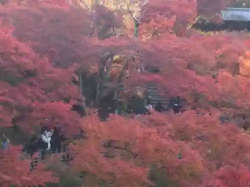 東福禅寺（東福寺）(京都府)