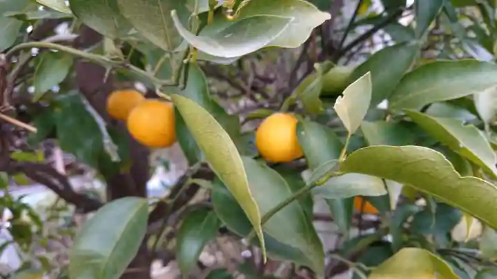 尾曳稲荷神社の自然