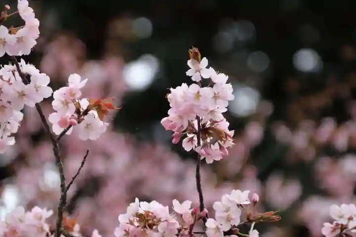 諏訪神社の自然