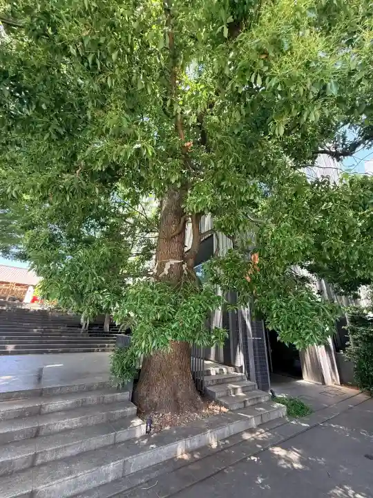 赤城神社の{uncategorized: "未分類", other: "その他", undefined: "問題あり", building: "その他建物", grave: "お墓", sacred_gate: "鳥居", guardian: "狛犬", statue: "像", buddha: "仏像", history: "歴史", nature: "自然", garden: "庭園", animal: "動物", pagoda: "塔", temizu: "手水舎", mountain_gate: "山門・神門", sanctuary: "本殿・本堂", subordinate: "末社・摂社", art: "芸術", scenery: "景色", jizo: "地蔵", ema: "絵馬", goshuin: "御朱印", omikuji: "おみくじ", items: "授与品その他", amulet: "お守り", goshuincho: "御朱印帳", eats: "食事", festival: "お祭り", votive_dance: "神楽", shichigosan: "七五三参", wedding: "結婚式", experience: "体験その他", initially: "初詣", around: "周辺", anti_infection: "感染症対策"}