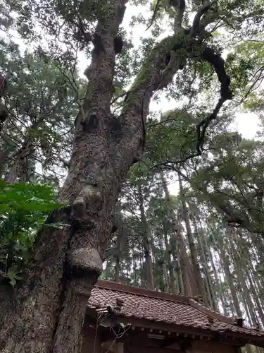 大山祇神社の自然