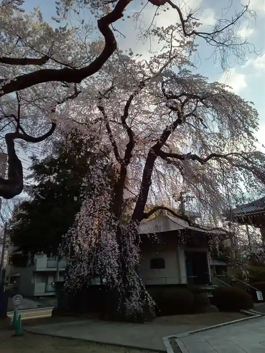 栽松院(宮城県)