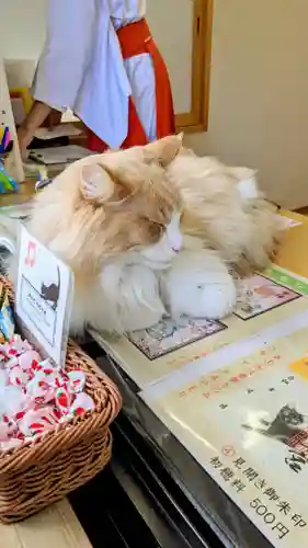 駒込妙義神社の動物