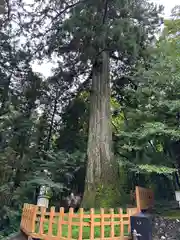 須山浅間神社(静岡県)