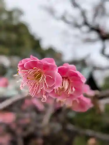 布多天神社(東京都)