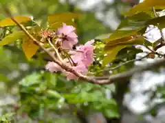 吉田神社の自然