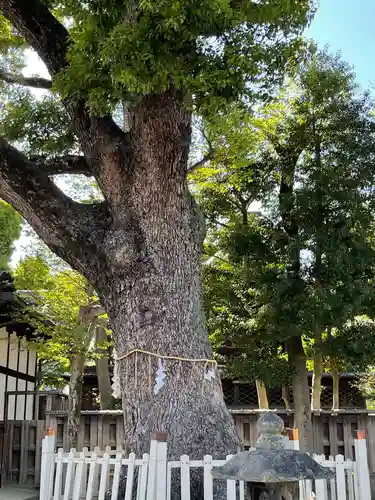 鴨高田神社の自然
