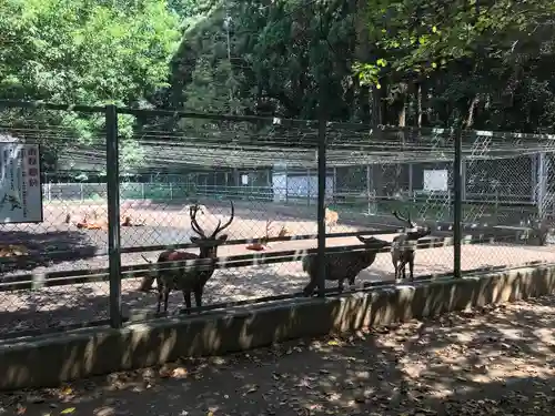 鹿島神宮の動物