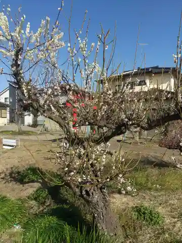 天神社(埼玉県)