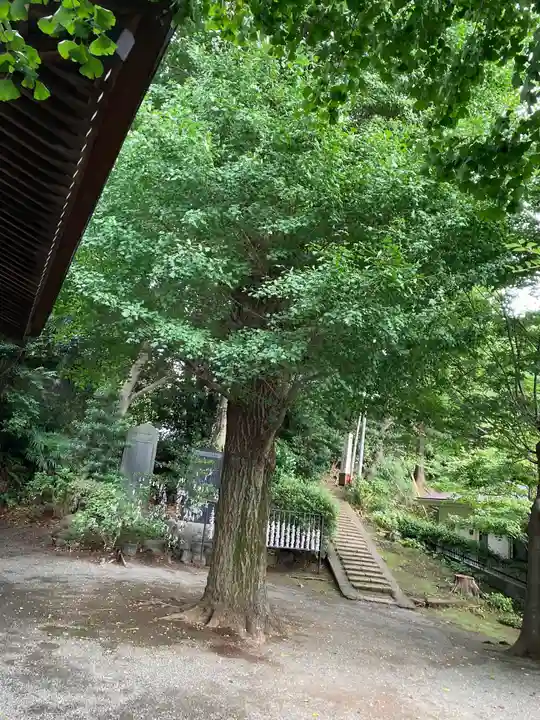 弥生神社の自然