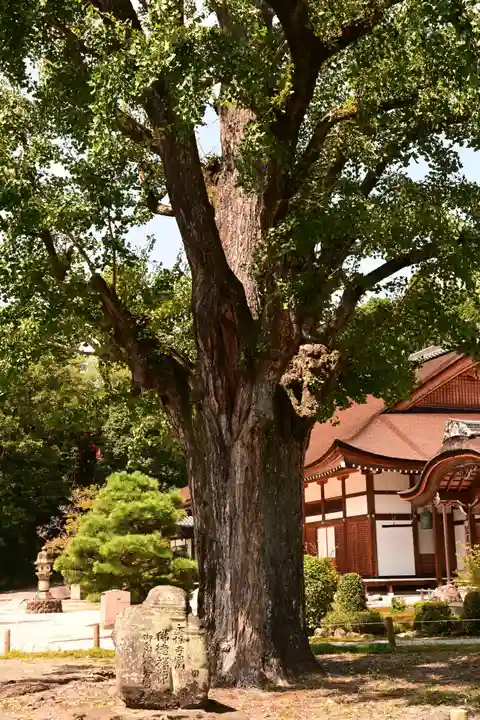 永保寺(岐阜県)