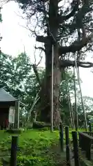 木幡山隠津島神社(二本松市)の自然