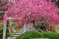 三春大神宮の鳥居