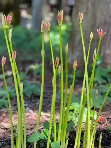 山宮浅間神社(静岡県)