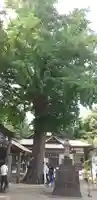 下総国三山 二宮神社の自然