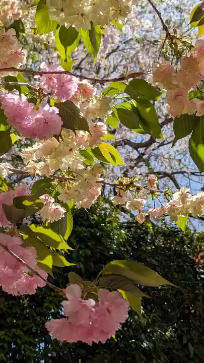 圓光寺(京都府)