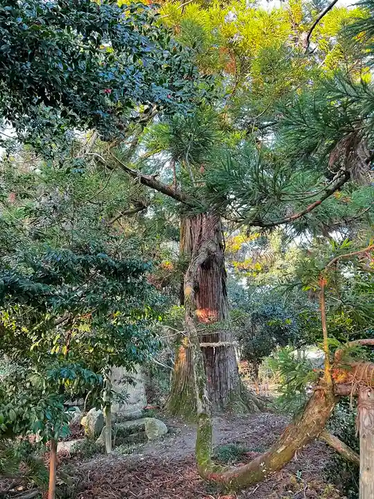 阿自岐神社の自然