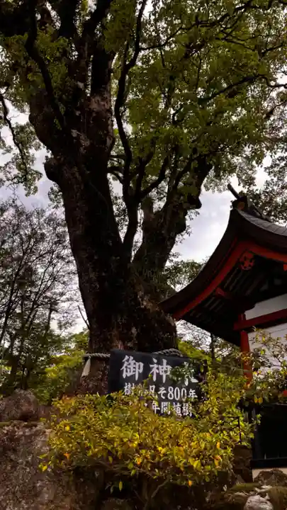 鹿児島神宮(鹿児島県)