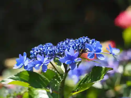 長壽寺（長寿寺）の自然