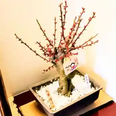 彌彦神社　(伊夜日子神社)の芸術