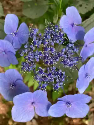 大宝八幡宮の自然