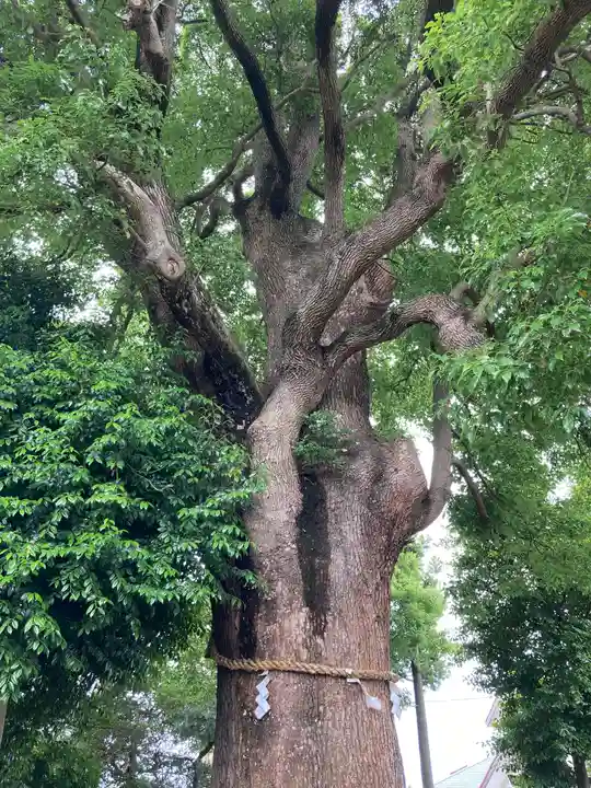 日々神社の自然