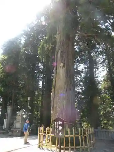戸隠神社中社の自然