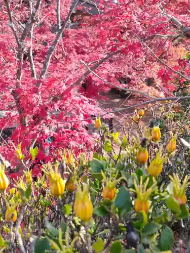 犬山寂光院の自然