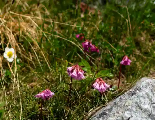 雄山神社峰本社の自然