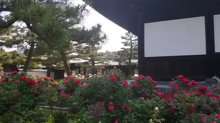 建仁寺(建仁禅寺)の自然