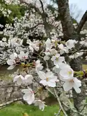 浄土真宗本願寺派久喜山高善寺の庭園