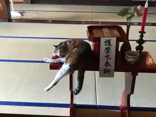 不動寺の動物