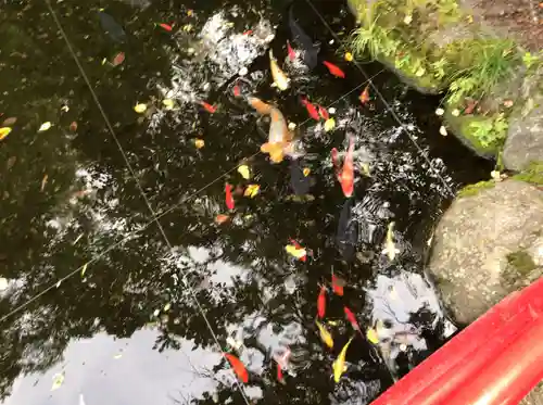 小室浅間神社の動物