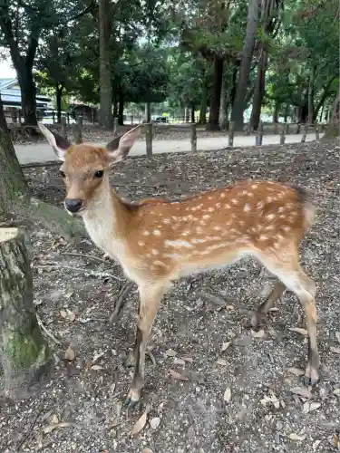 春日大社(奈良県)