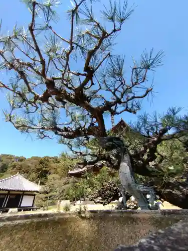 根来寺の{uncategorized: "未分類", other: "その他", undefined: "問題あり", building: "その他建物", grave: "お墓", sacred_gate: "鳥居", guardian: "狛犬", statue: "像", buddha: "仏像", history: "歴史", nature: "自然", garden: "庭園", animal: "動物", pagoda: "塔", temizu: "手水舎", mountain_gate: "山門・神門", sanctuary: "本殿・本堂", subordinate: "末社・摂社", art: "芸術", scenery: "景色", jizo: "地蔵", ema: "絵馬", goshuin: "御朱印", omikuji: "おみくじ", items: "授与品その他", amulet: "お守り", goshuincho: "御朱印帳", eats: "食事", festival: "お祭り", votive_dance: "神楽", shichigosan: "七五三参", wedding: "結婚式", experience: "体験その他", initially: "初詣", around: "周辺", anti_infection: "感染症対策"}